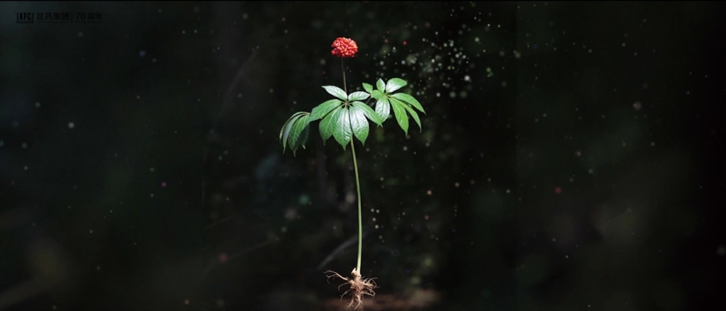 听，三七在措辞